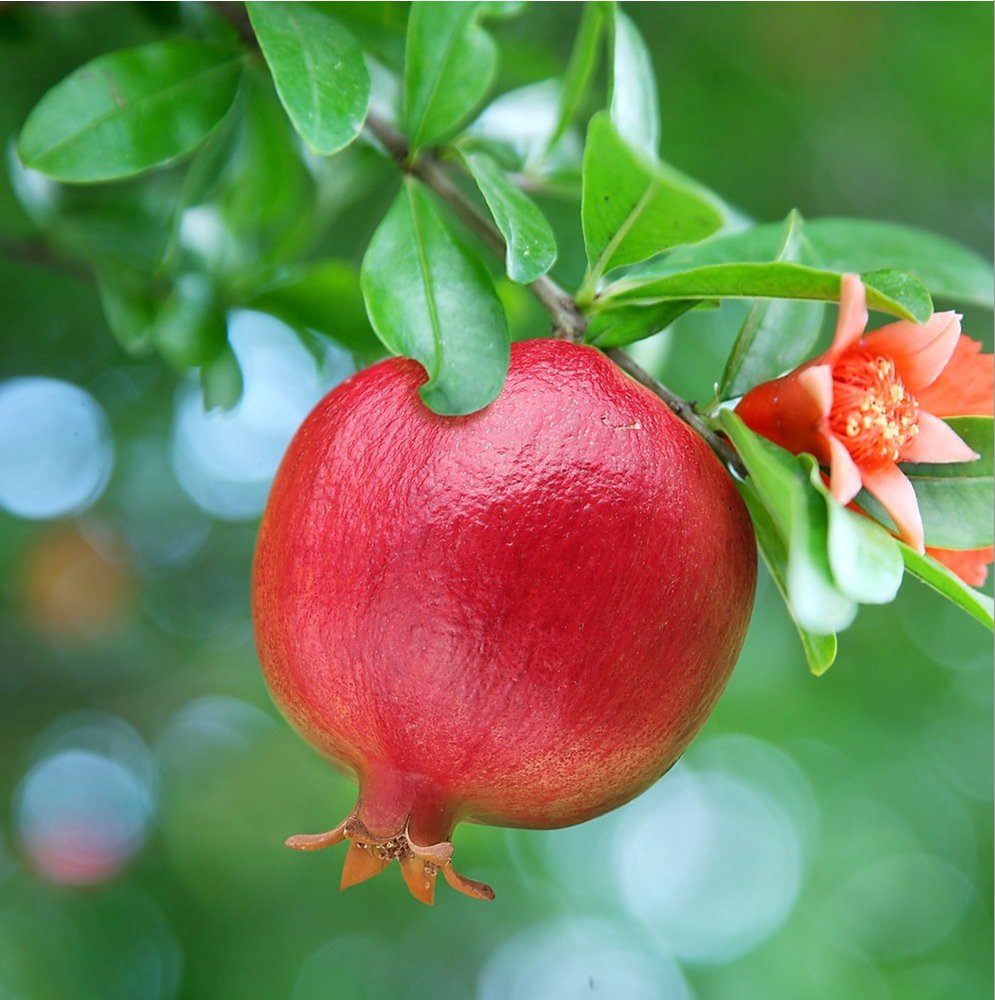 Persian Pomegranate