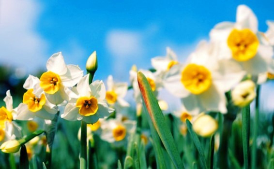 Persian Daffodil 